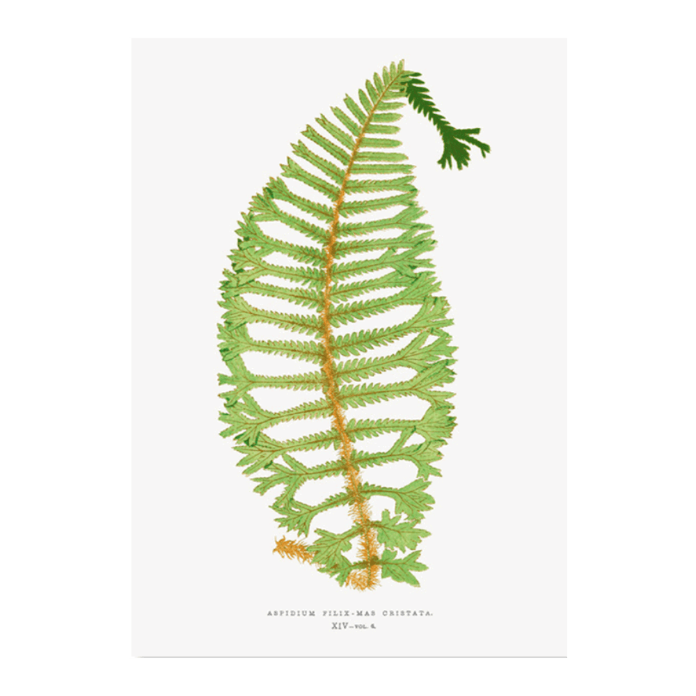 Dryopteris Filix-Mas Cristata Fern