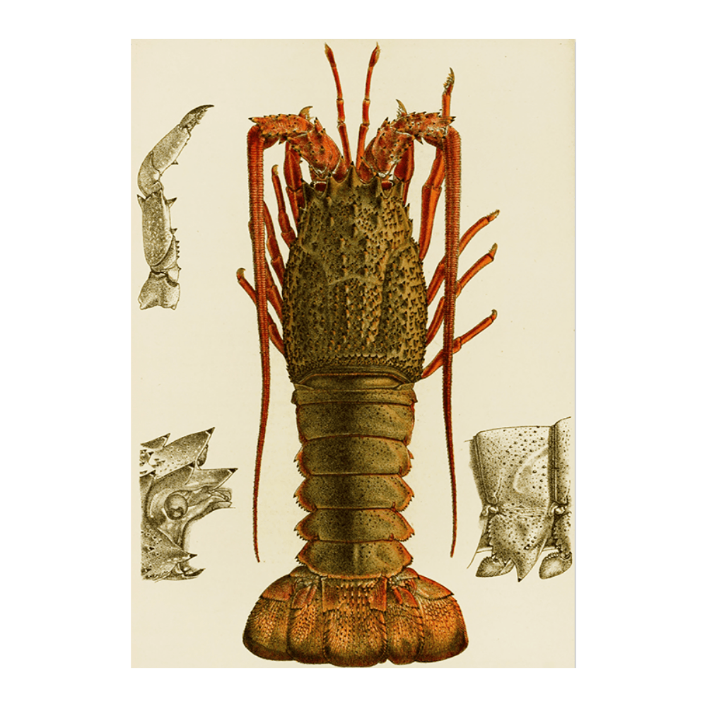 Crustacea I (1885 1890)