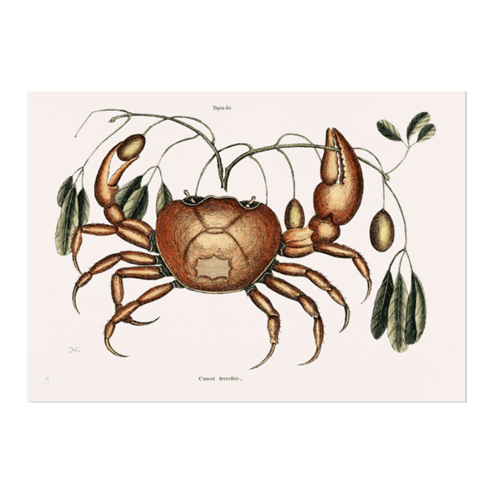 Land crab (Cancer terrestris)