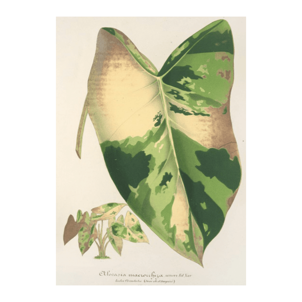 Alocasia Macrorrhiza (1854-1896)