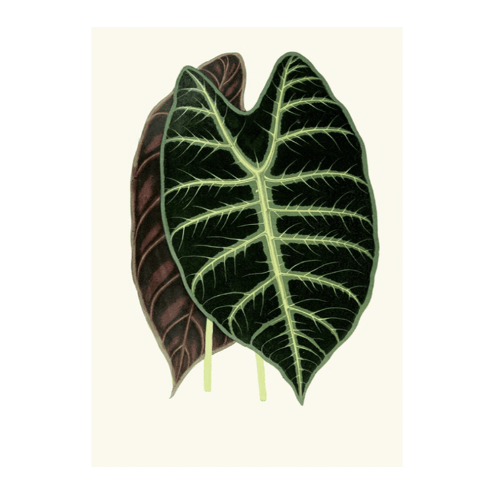 Alocasia Lowii (1867-1870)