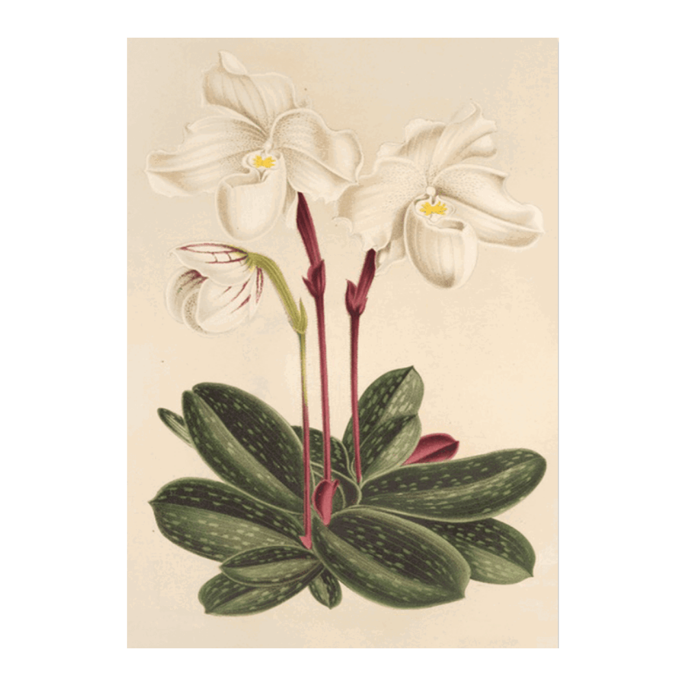 Cypripedium Niveum (1854-1896)