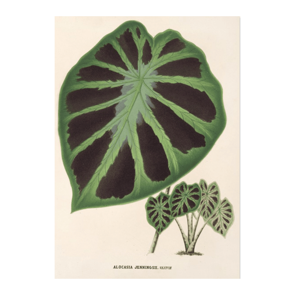 Alocasia Jenningsii (1854 1896)