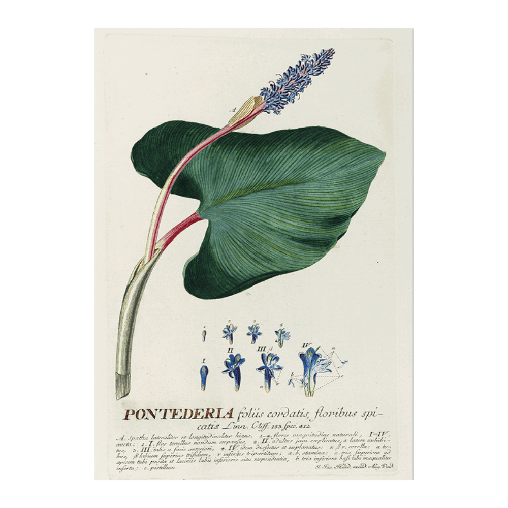 Pontederia