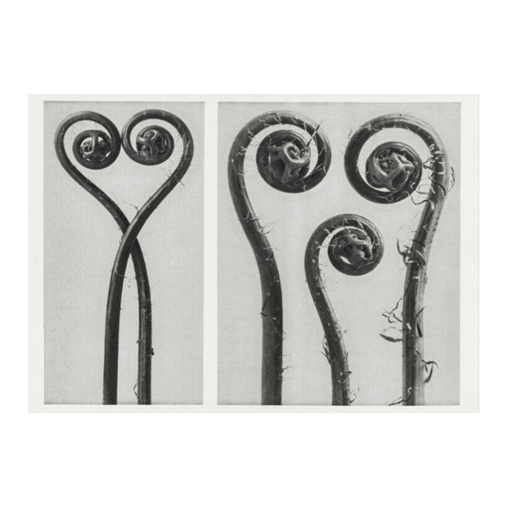 Karl Blossfeldt: "Cirsium Canum (Queen Anne Thistle)"