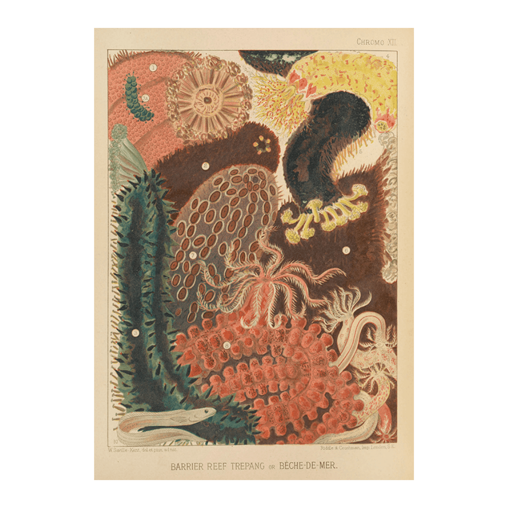 Barrier Reef Trepang (1893)
