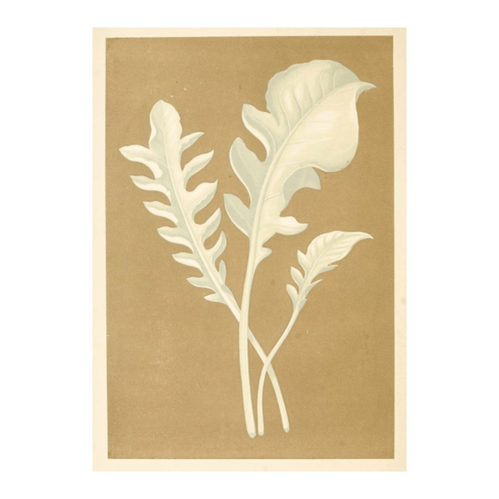 Centaurea Candidissima (1867-1870)