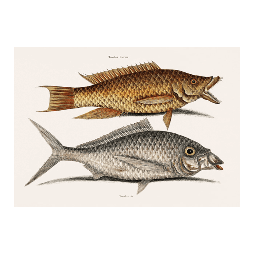 Hog Fish (Turdus Flavus) Shad Fish (Turdus cinereus peltatus)