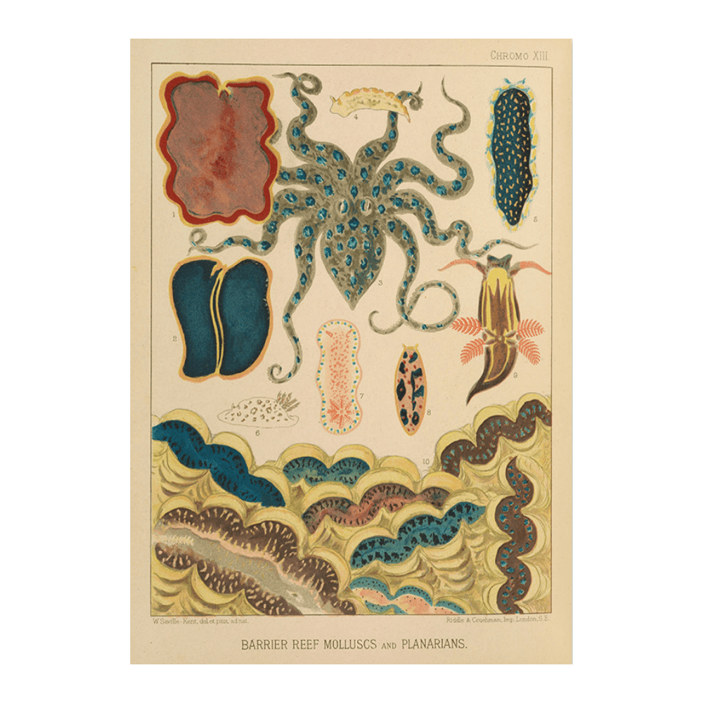 Barrier Reef Molluscs and Planarians (1893)