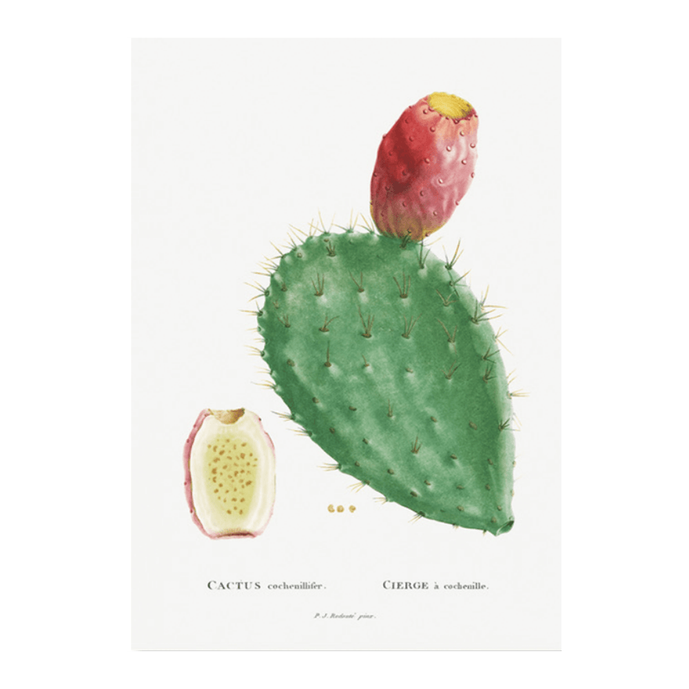 Cactus Cochenillifer Succulent