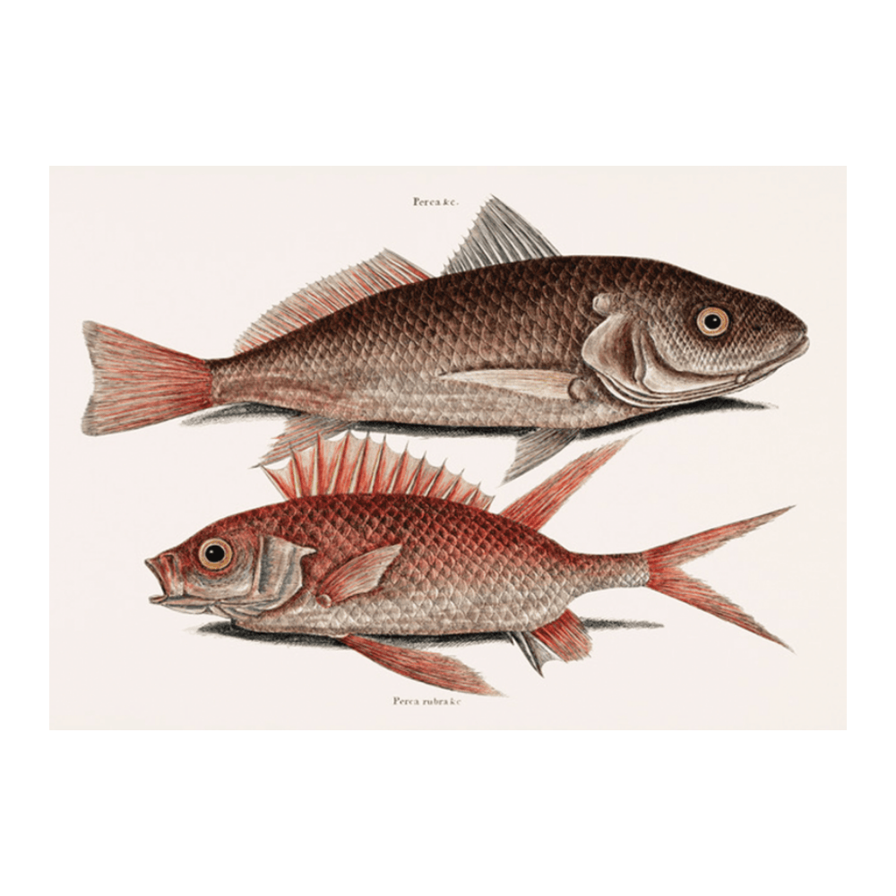 Croaker (Perca marina) Squirrelfish (Perca rubra)