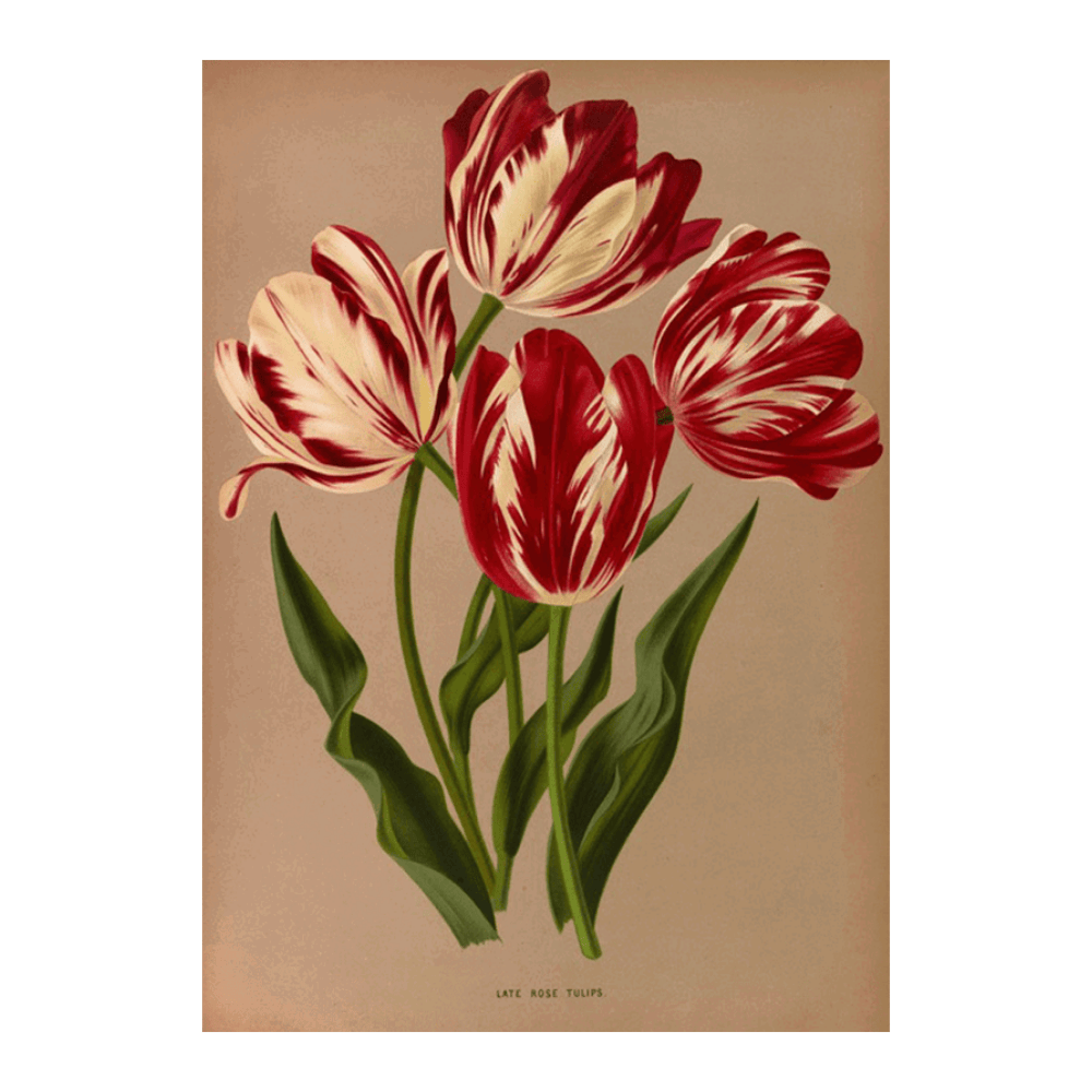Late Rose Tulips (1872-1881)