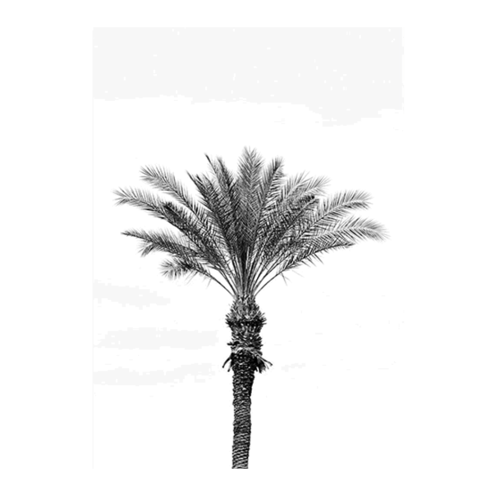 Palm Portrait I