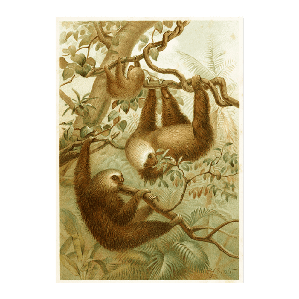 The Two-Toed Sloth