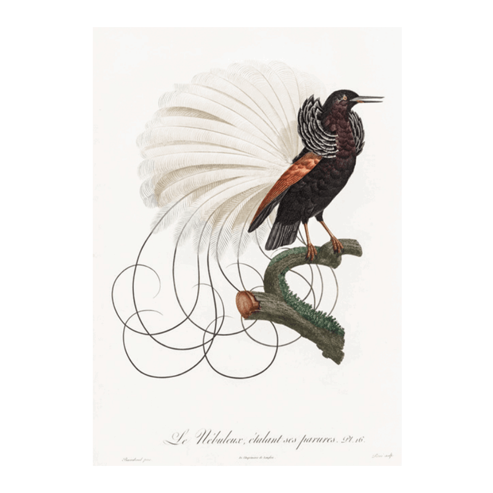 Twelve Wired Bird of Paradise