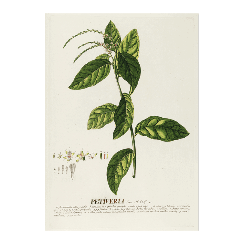Petiveria