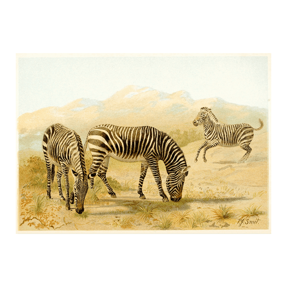 Zebra