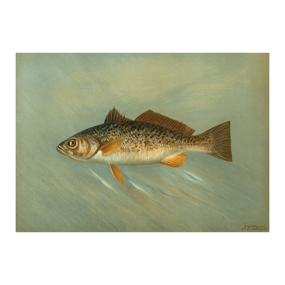 The Spanish Mackerel