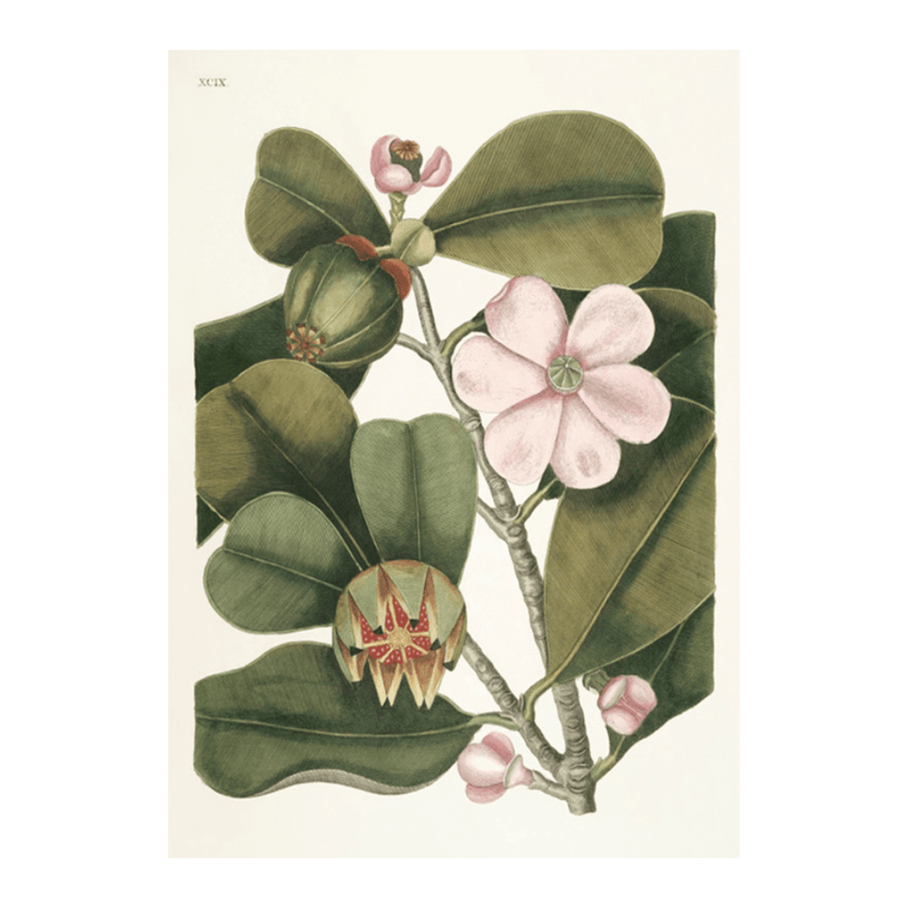 Balsam Tree (Cenchramidea Arbor)