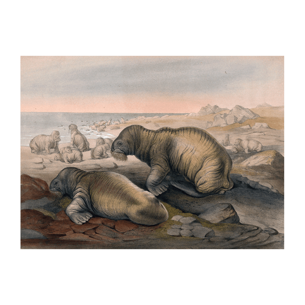 The Walrus