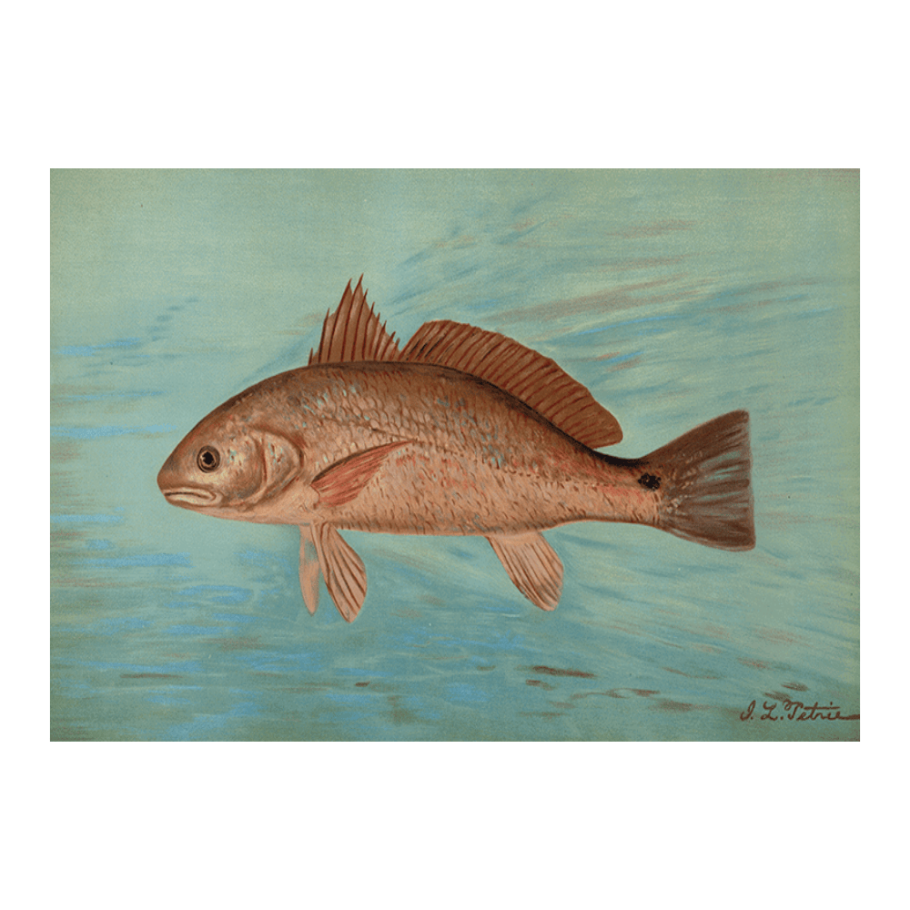 The Red Drum or Channel Bass