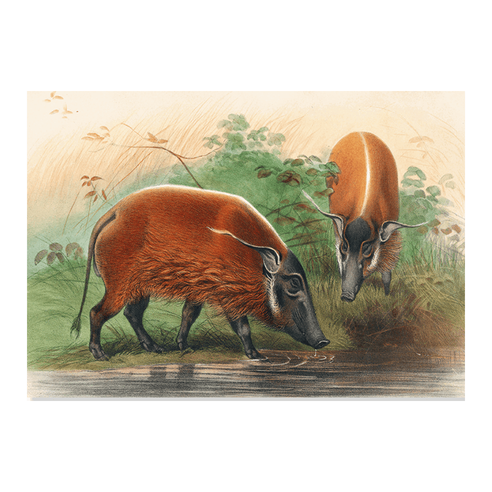 The South African River Hog
