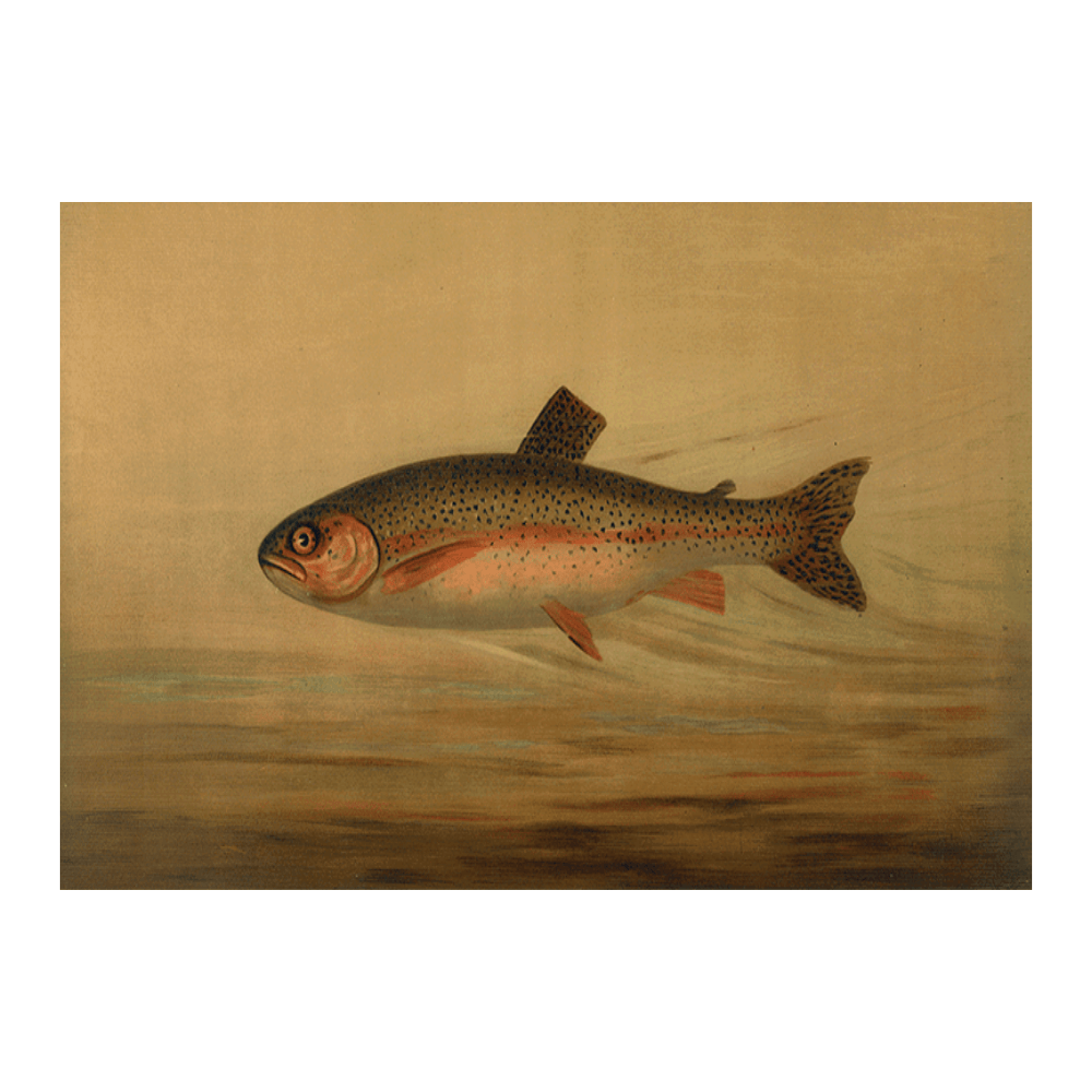 The Rainbow Trout
