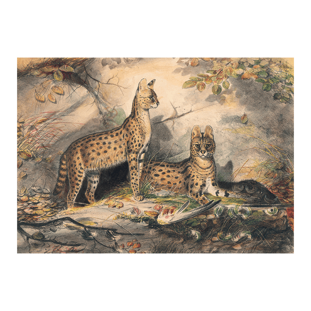 The Serval