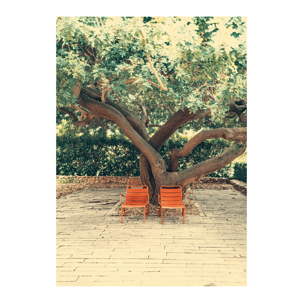 Orange Tree And Chairs