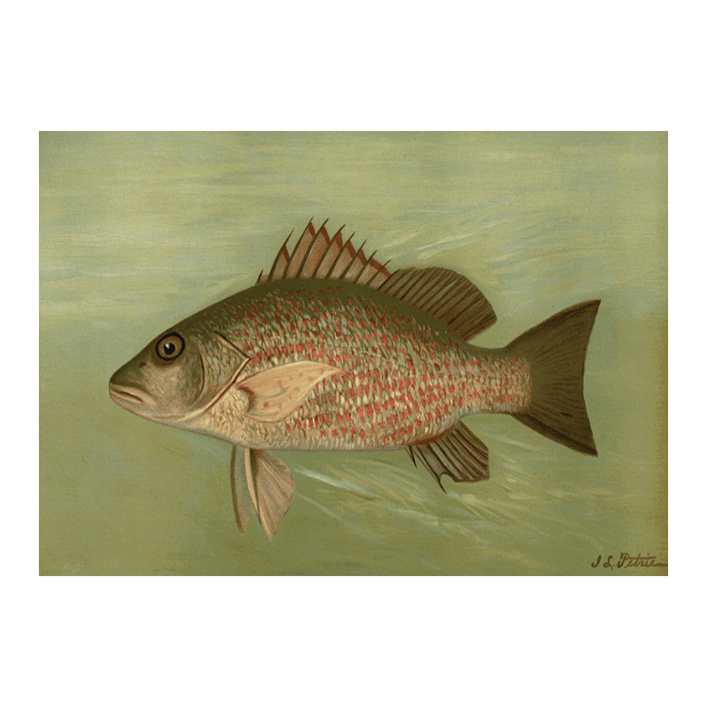 The Mangrove Snapper