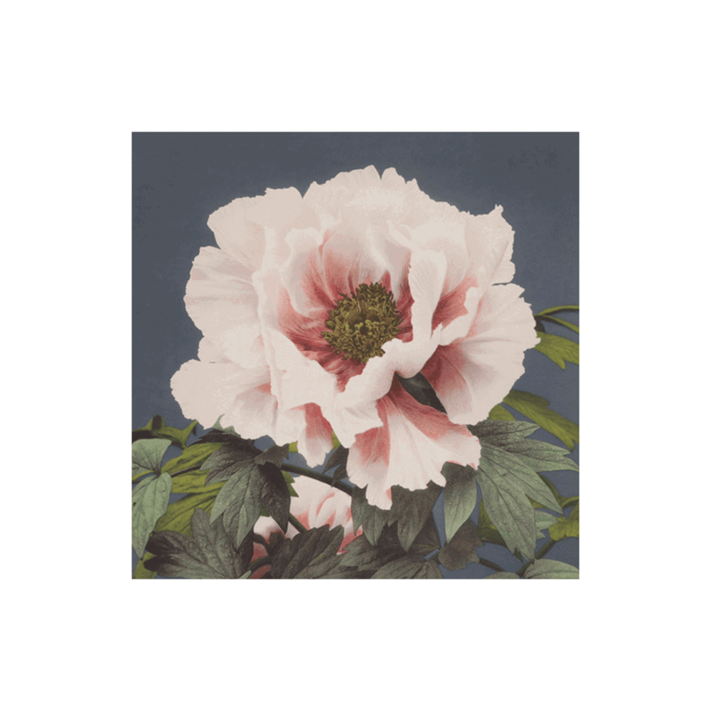 Ogawa Kazumasa Floral I