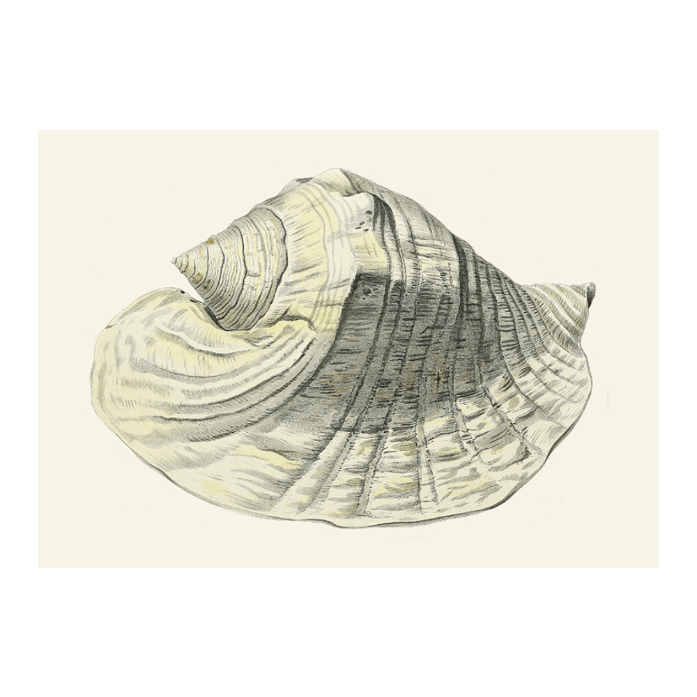 Strombea III