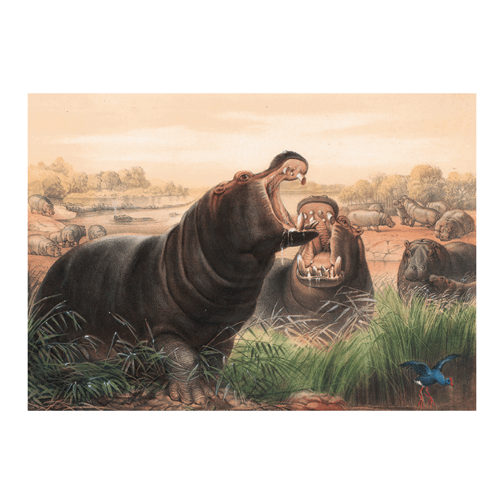 The Hippopotamus