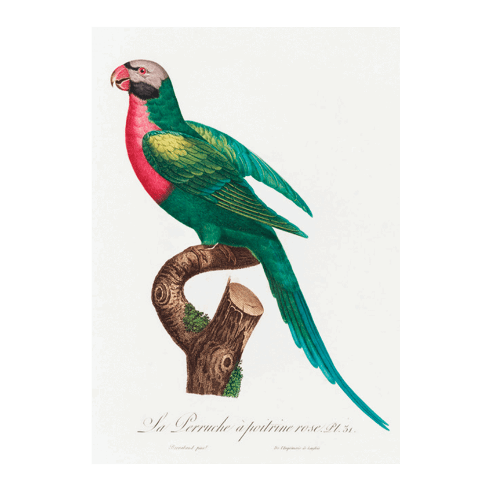 The Red Breasted Parakeet