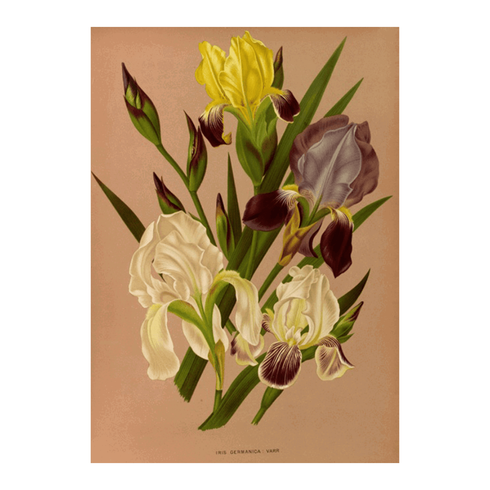 Iris Germanica Varr (1872-1881)