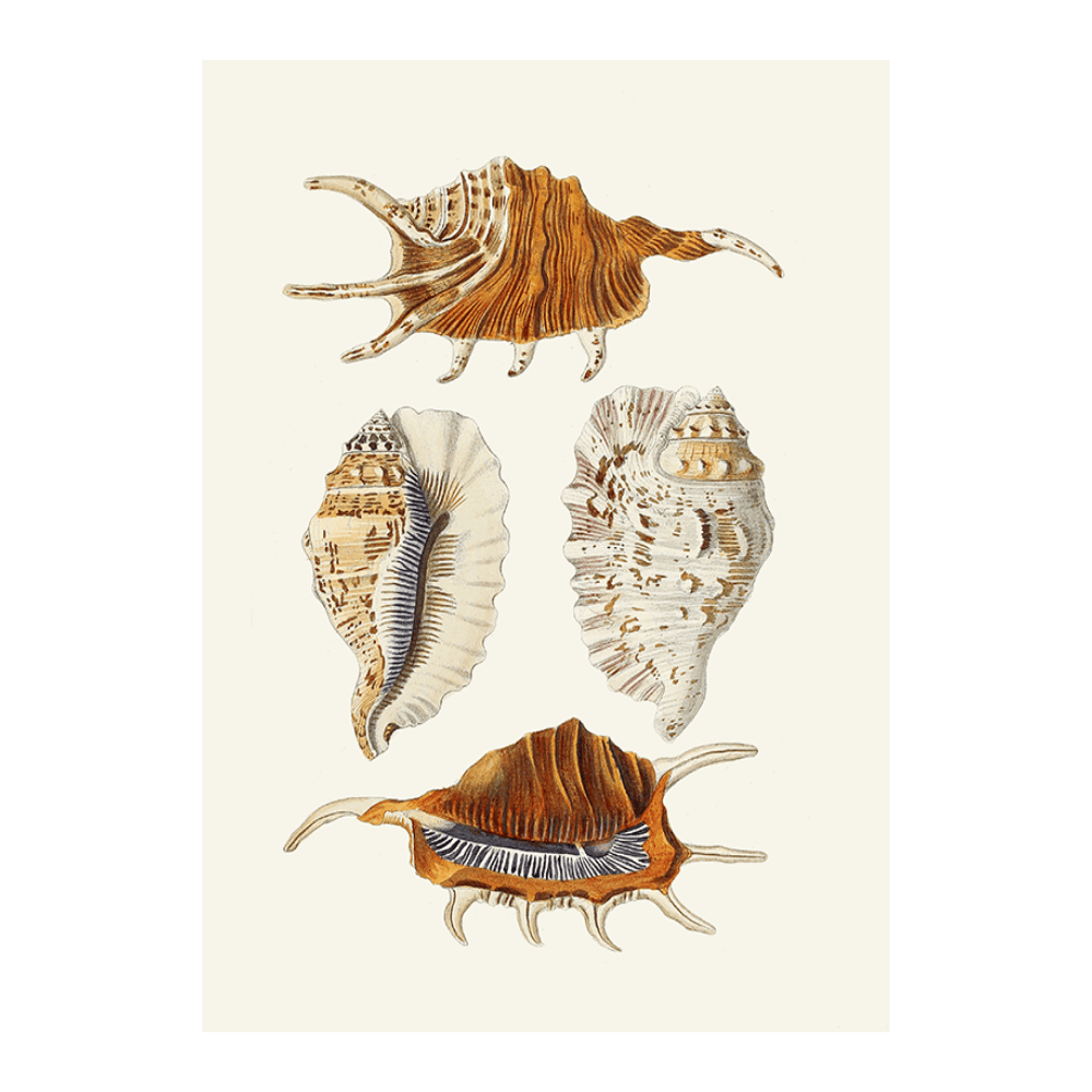 Strombea XXIV