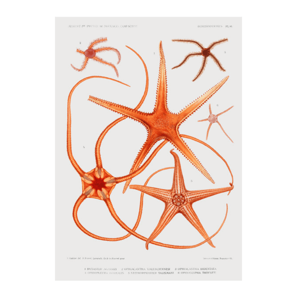 Starfish Varieties III