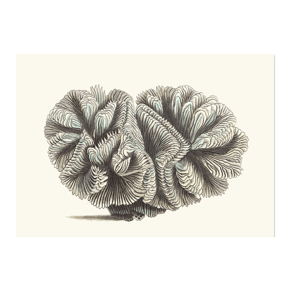 Curled Madrepore