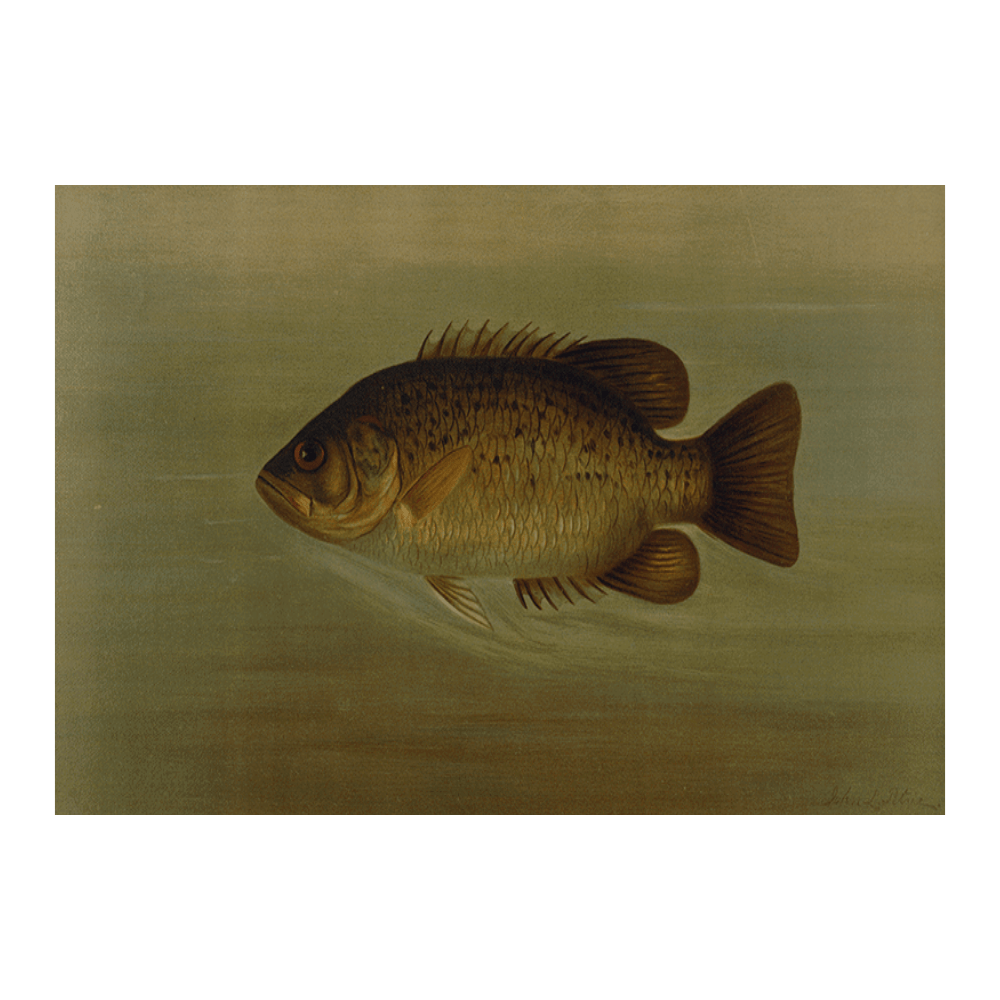 The Common Sunfish