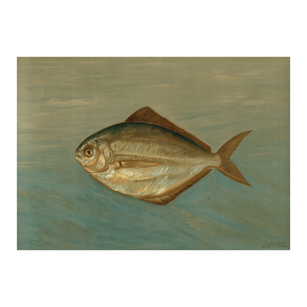 The Dollar Fish