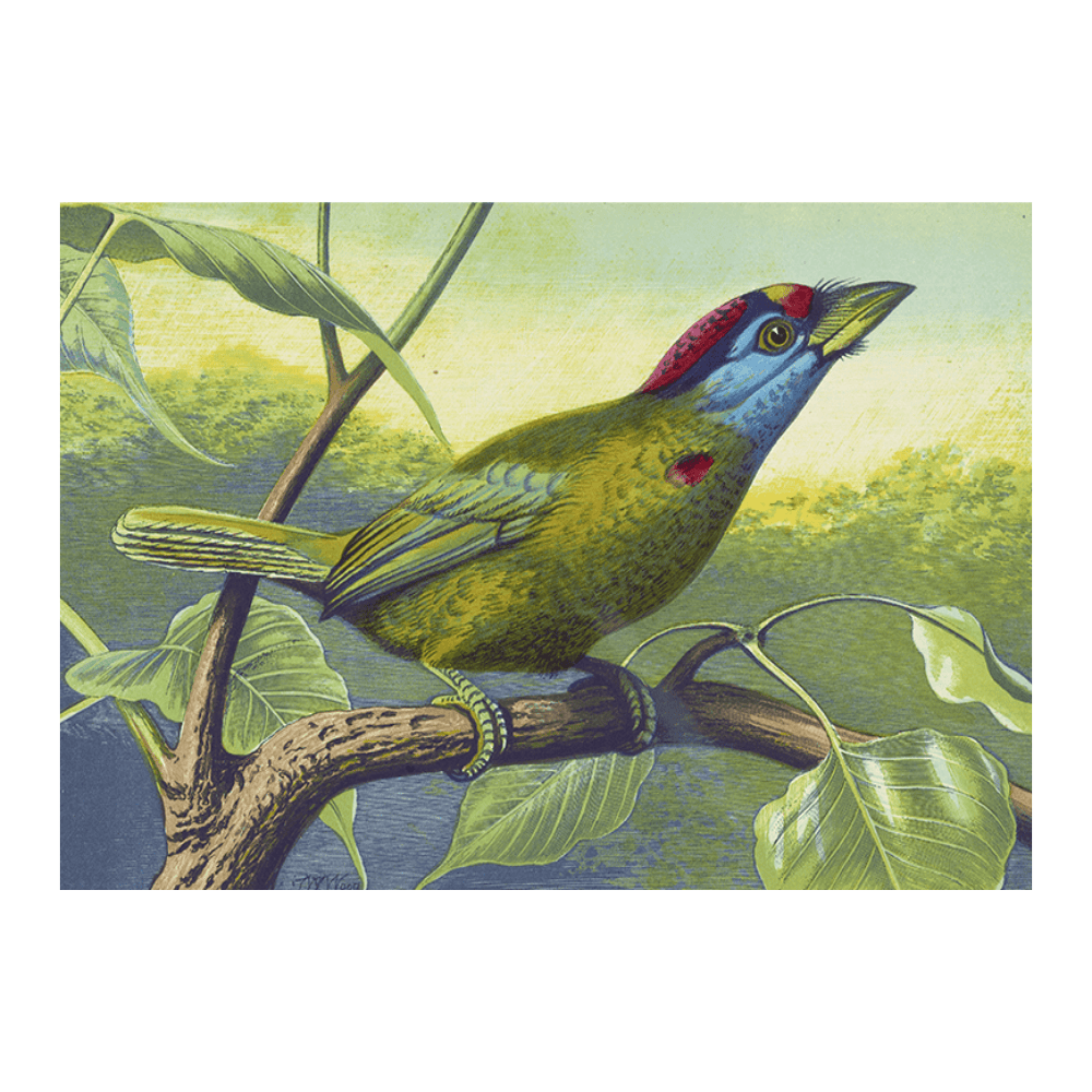 Blue Cheeked Barbet