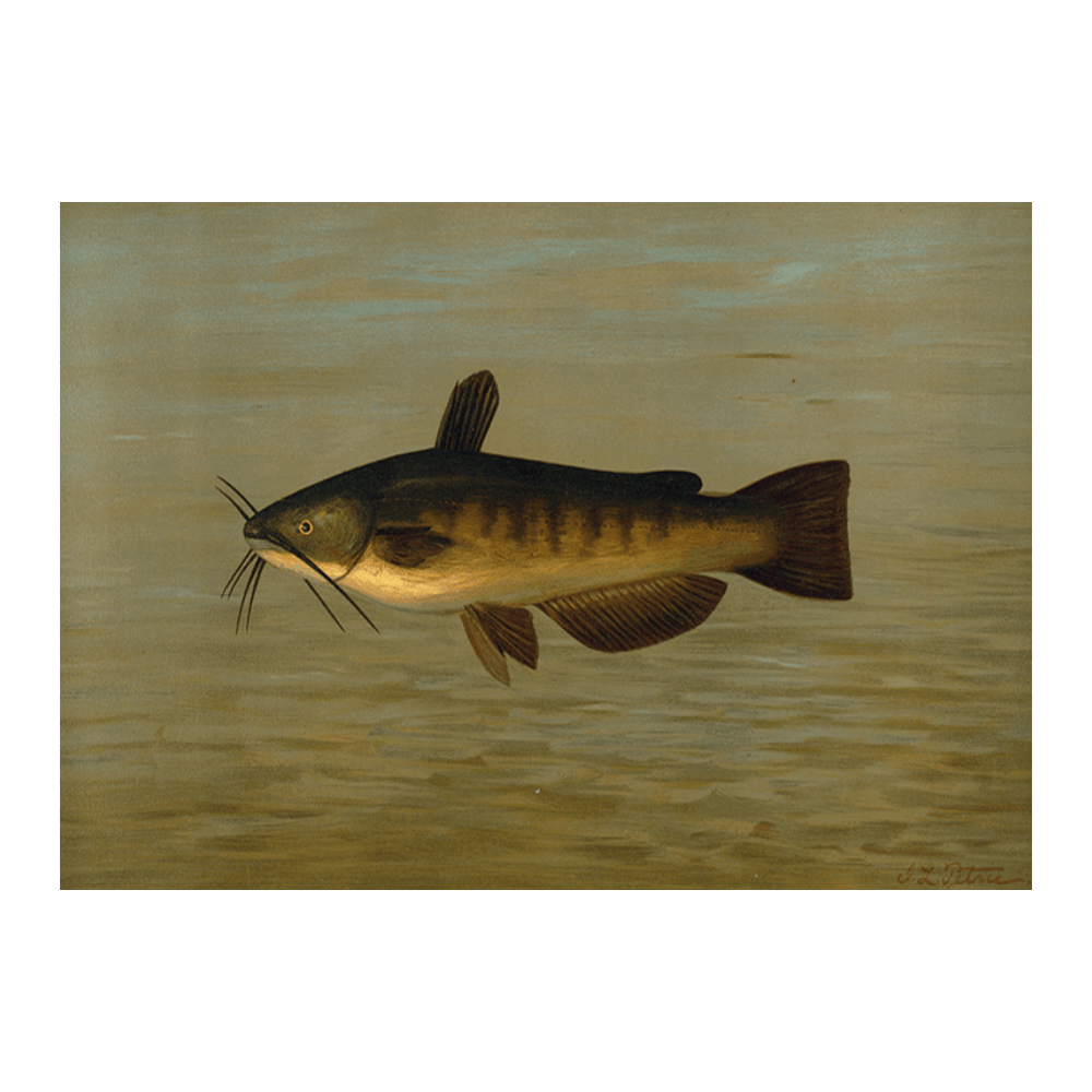 The Common Bullhead