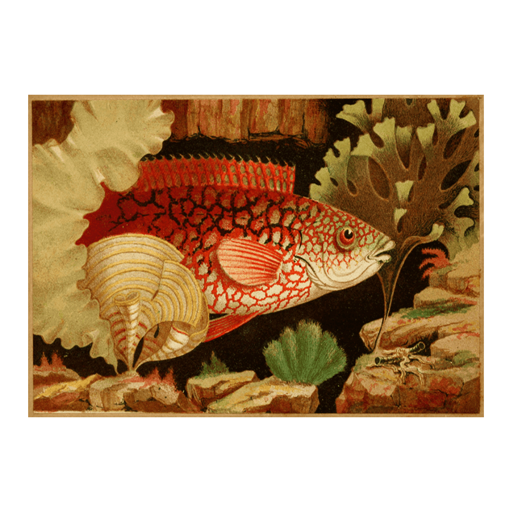 The Ancient Wrasse