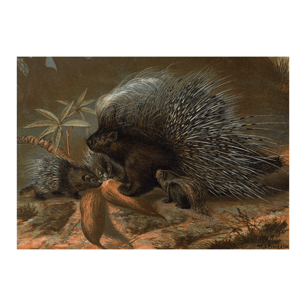 Porcupine