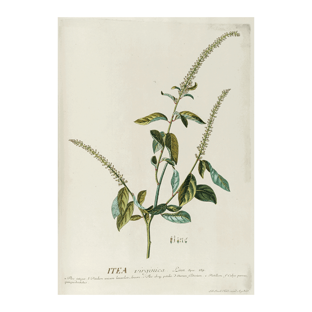 Itea