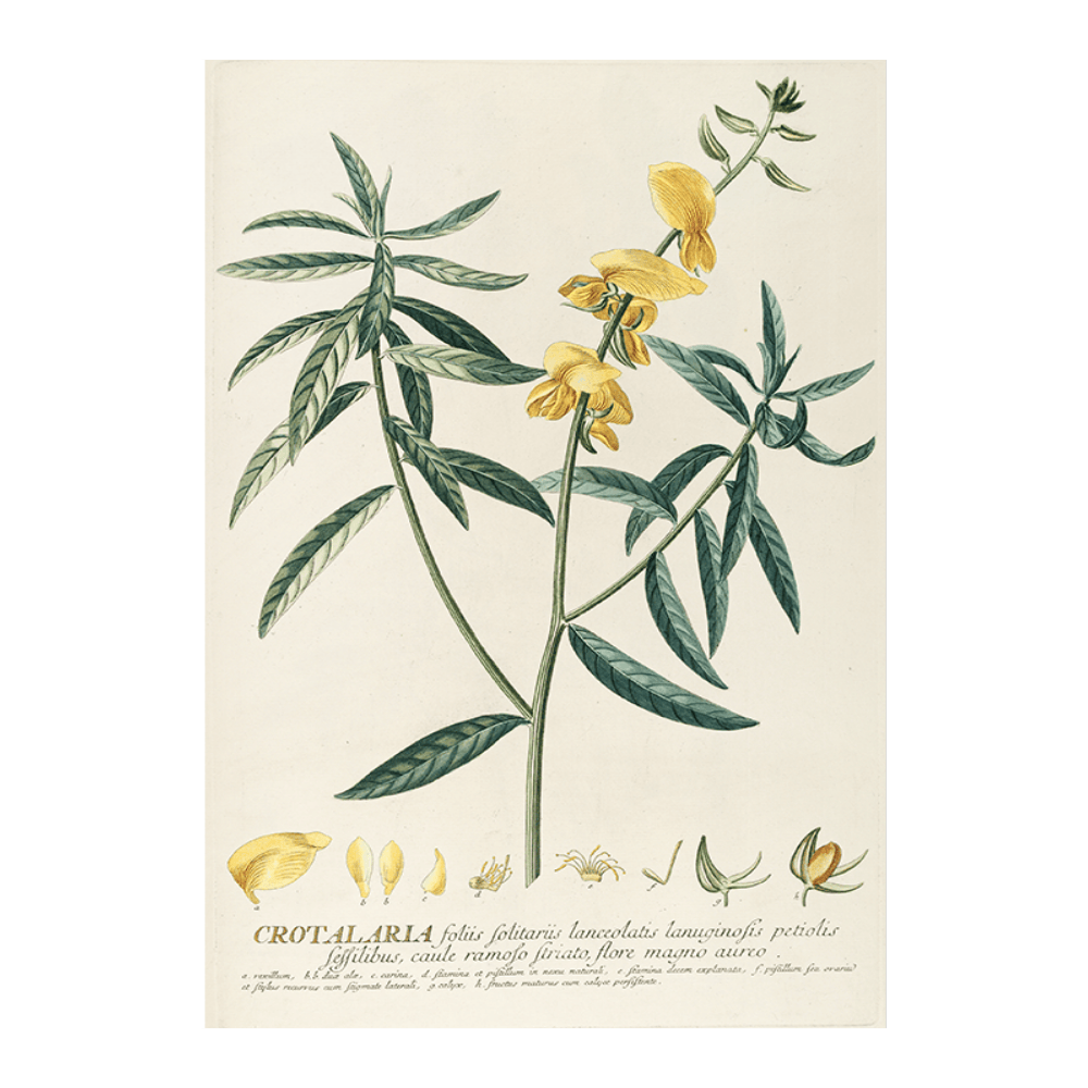 Crotalaria