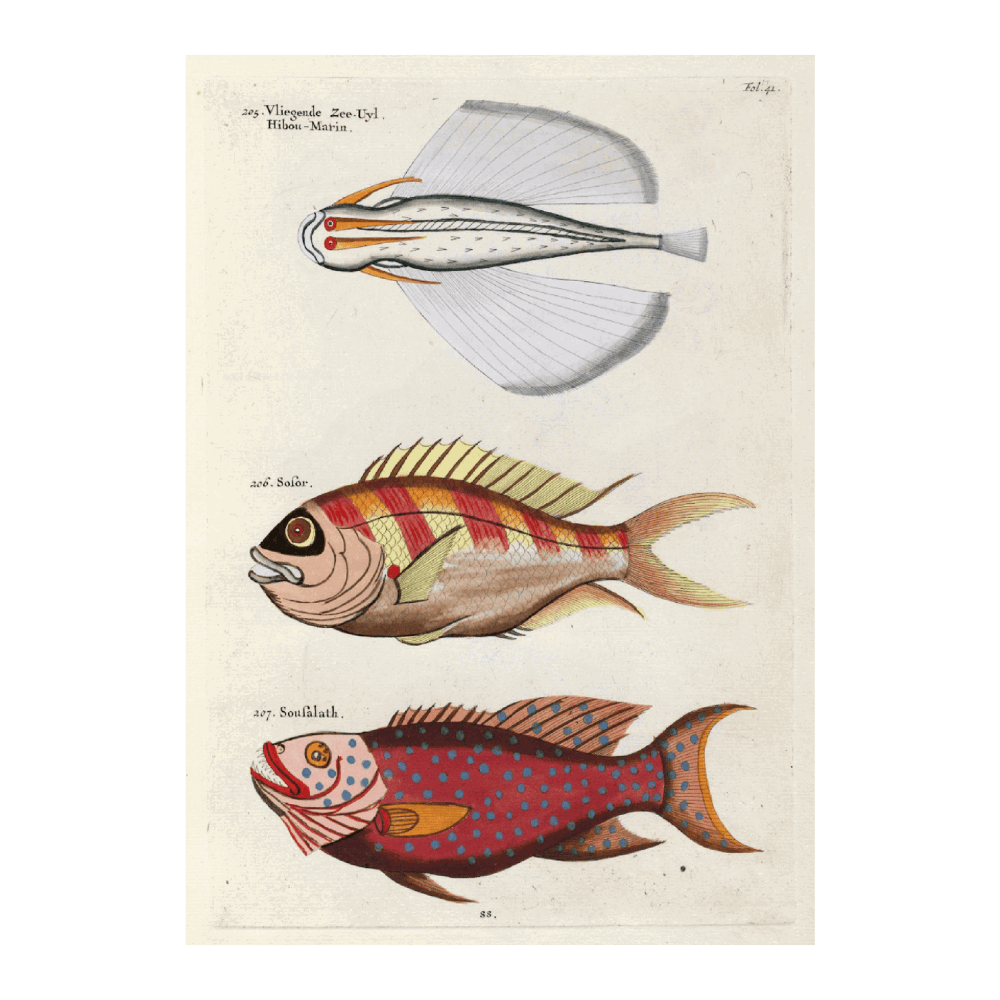 Poissons, Ecrevisses Et Crabes, De Diverses Couleurs Et Figures Extraordinaires PL XLI