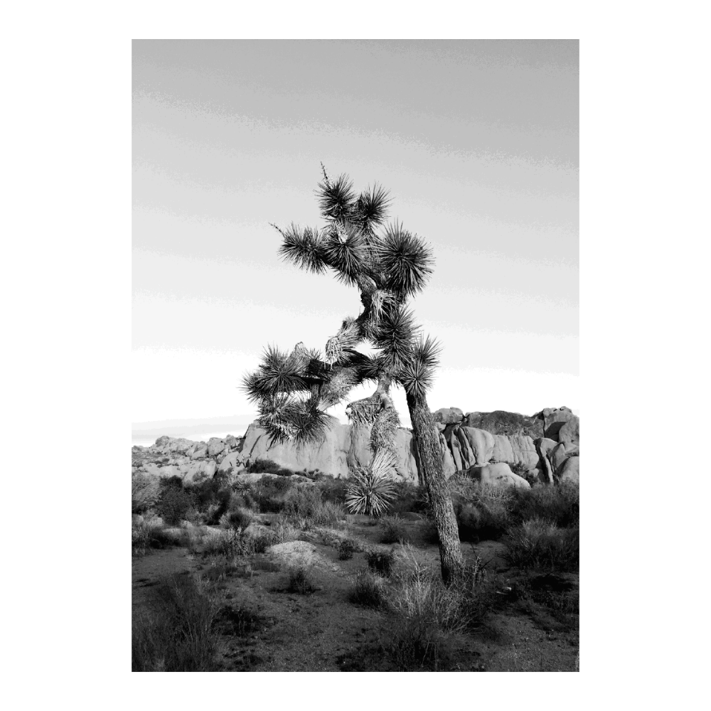 Joshua Tree Dramatic
