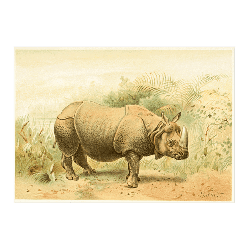 Indian Rhinoceros