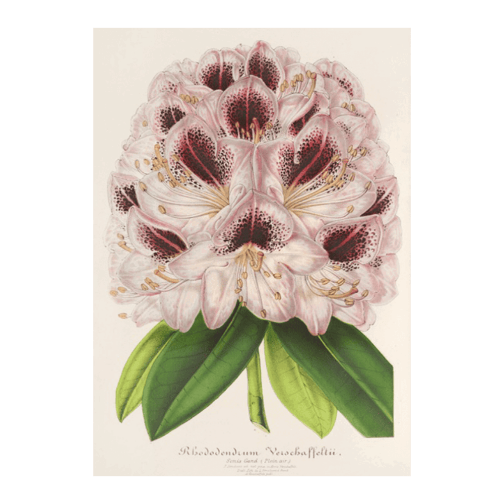 Rhododendrum Verschaffeltii (1854-1896)